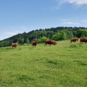 Lądowanie pod Czeszką., Bukowiec - Klina Hike, fly już było.